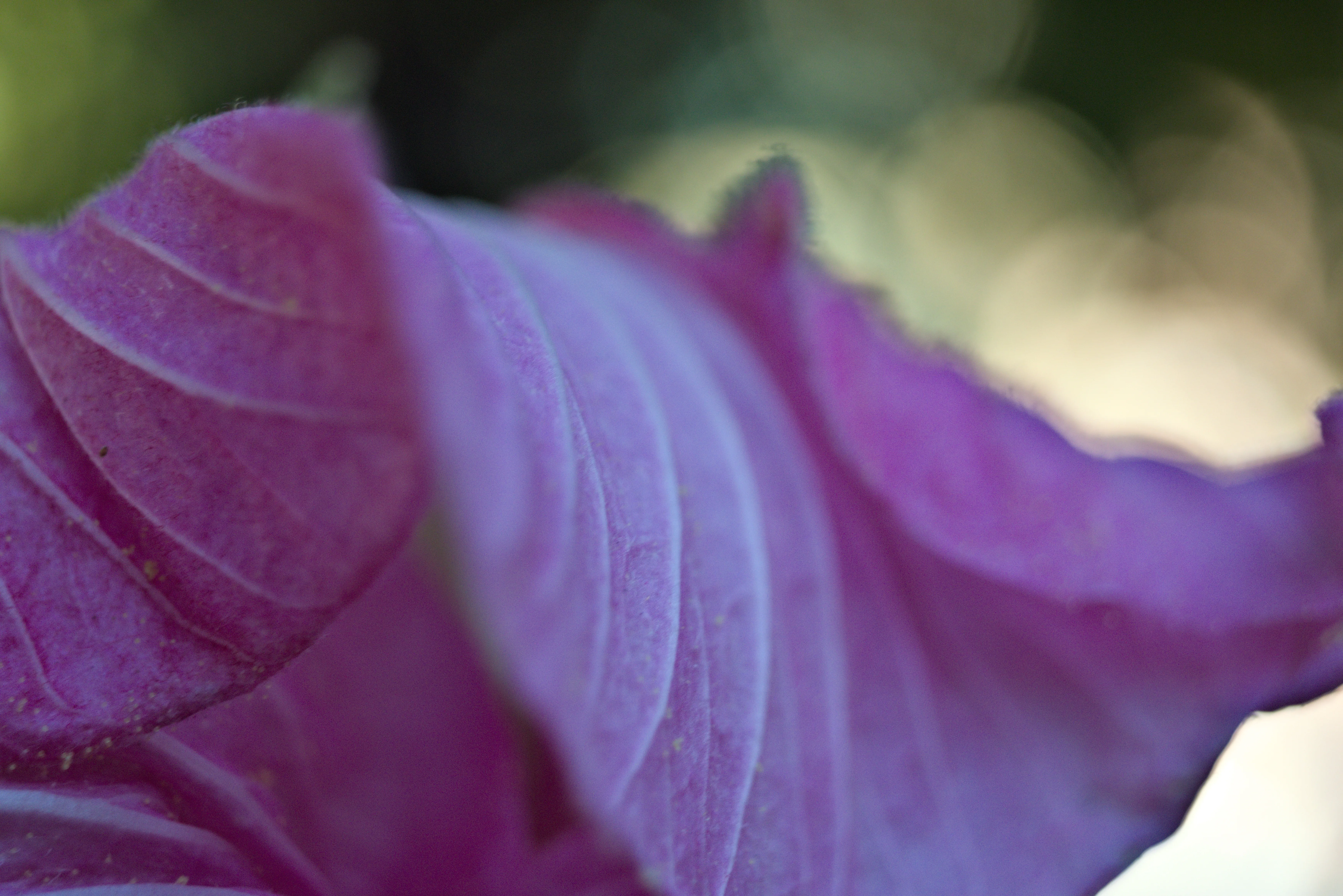 Meyer-Optik Görlitz Primagon 35mm f4.5 (M42) - _I4A2964.webp